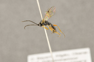  ( - BC-ZSM-HYM-22280-F10)  @13 [ ] CreativeCommons - Attribution Non-Commercial Share-Alike (2016) SNSB, Staatliche Naturwissenschaftliche Sammlungen Bayerns ZSM (SNSB, Zoologische Staatssammlung Muenchen)