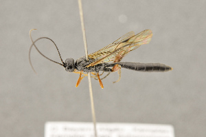  ( - BC-ZSM-HYM-22280-H03)  @13 [ ] CreativeCommons - Attribution Non-Commercial Share-Alike (2016) SNSB, Staatliche Naturwissenschaftliche Sammlungen Bayerns ZSM (SNSB, Zoologische Staatssammlung Muenchen)
