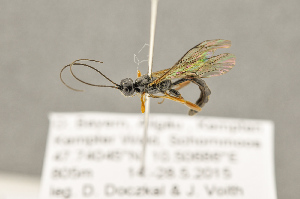  ( - BC-ZSM-HYM-22280-H04)  @13 [ ] CreativeCommons - Attribution Non-Commercial Share-Alike (2016) SNSB, Staatliche Naturwissenschaftliche Sammlungen Bayerns ZSM (SNSB, Zoologische Staatssammlung Muenchen)