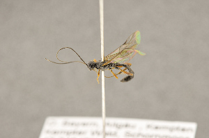  ( - BC-ZSM-HYM-22280-H09)  @13 [ ] CreativeCommons - Attribution Non-Commercial Share-Alike (2016) SNSB, Staatliche Naturwissenschaftliche Sammlungen Bayerns ZSM (SNSB, Zoologische Staatssammlung Muenchen)