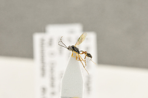  ( - BC-ZSM-HYM-22281-D02)  @12 [ ] CreativeCommons - Attribution Non-Commercial Share-Alike (2016) SNSB, Staatliche Naturwissenschaftliche Sammlungen Bayerns ZSM (SNSB, Zoologische Staatssammlung Muenchen)