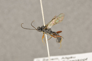  ( - BC-ZSM-HYM-22281-D05)  @13 [ ] CreativeCommons - Attribution Non-Commercial Share-Alike (2016) SNSB, Staatliche Naturwissenschaftliche Sammlungen Bayerns ZSM (SNSB, Zoologische Staatssammlung Muenchen)