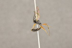  ( - BC-ZSM-HYM-22281-D07)  @13 [ ] CreativeCommons - Attribution Non-Commercial Share-Alike (2016) SNSB, Staatliche Naturwissenschaftliche Sammlungen Bayerns ZSM (SNSB, Zoologische Staatssammlung Muenchen)
