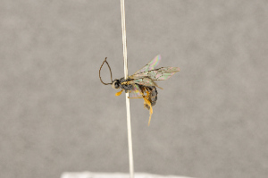  ( - BC-ZSM-HYM-22281-F07)  @12 [ ] CreativeCommons - Attribution Non-Commercial Share-Alike (2016) SNSB, Staatliche Naturwissenschaftliche Sammlungen Bayerns ZSM (SNSB, Zoologische Staatssammlung Muenchen)