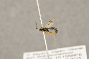  ( - BC-ZSM-HYM-22281-F08)  @12 [ ] CreativeCommons - Attribution Non-Commercial Share-Alike (2016) SNSB, Staatliche Naturwissenschaftliche Sammlungen Bayerns ZSM (SNSB, Zoologische Staatssammlung Muenchen)