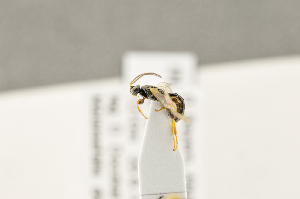  ( - BC-ZSM-HYM-22281-G07)  @12 [ ] CreativeCommons - Attribution Non-Commercial Share-Alike (2016) SNSB, Staatliche Naturwissenschaftliche Sammlungen Bayerns ZSM (SNSB, Zoologische Staatssammlung Muenchen)