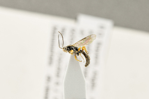  ( - BC-ZSM-HYM-22281-G08)  @12 [ ] CreativeCommons - Attribution Non-Commercial Share-Alike (2016) SNSB, Staatliche Naturwissenschaftliche Sammlungen Bayerns ZSM (SNSB, Zoologische Staatssammlung Muenchen)
