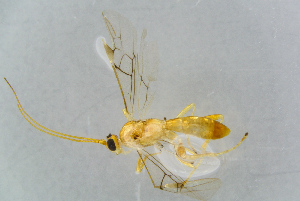  (Aleiodes apiculatus - BC-ZSM-HYM-23872-D03)  @12 [ ] CreativeCommons - Attribution Non-Commercial Share-Alike (2015) Stefan Schmidt SNSB, Zoologische Staatssammlung Muenchen