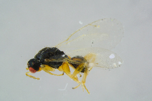  ( - BC-ZSM-HYM-23872-F01)  @13 [ ] CreativeCommons - Attribution Non-Commercial Share-Alike (2015) Stefan Schmidt SNSB, Zoologische Staatssammlung Muenchen