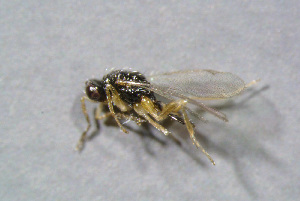  ( - BC-ZSM-HYM-23874-B04)  @12 [ ] CreativeCommons - Attribution Non-Commercial Share-Alike (2015) Stefan Schmidt SNSB, Zoologische Staatssammlung Muenchen