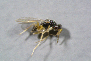  ( - BC-ZSM-HYM-23874-B05)  @12 [ ] CreativeCommons - Attribution Non-Commercial Share-Alike (2015) Stefan Schmidt SNSB, Zoologische Staatssammlung Muenchen