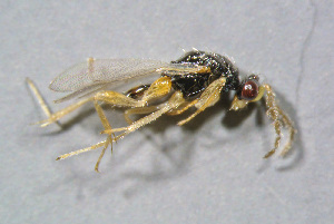  ( - BC-ZSM-HYM-23874-B09)  @13 [ ] CreativeCommons - Attribution Non-Commercial Share-Alike (2015) Stefan Schmidt SNSB, Zoologische Staatssammlung Muenchen