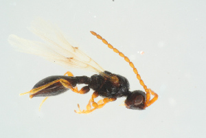  (Aneurhynchus - BC-ZSM-HYM-25298-A11)  @14 [ ] CreativeCommons - Attribution Non-Commercial Share-Alike (2016) SNSB, Staatliche Naturwissenschaftliche Sammlungen Bayerns ZSM (SNSB, Zoologische Staatssammlung Muenchen)