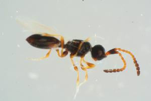  ( - BC-ZSM-HYM-25298-B04)  @13 [ ] CreativeCommons - Attribution Non-Commercial Share-Alike (2016) SNSB, Staatliche Naturwissenschaftliche Sammlungen Bayerns ZSM (SNSB, Zoologische Staatssammlung Muenchen)