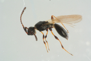  ( - BC-ZSM-HYM-25298-B09)  @13 [ ] CreativeCommons - Attribution Non-Commercial Share-Alike (2016) SNSB, Staatliche Naturwissenschaftliche Sammlungen Bayerns ZSM (SNSB, Zoologische Staatssammlung Muenchen)