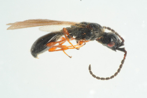  ( - BC-ZSM-HYM-25298-B10)  @13 [ ] CreativeCommons - Attribution Non-Commercial Share-Alike (2016) SNSB, Staatliche Naturwissenschaftliche Sammlungen Bayerns ZSM (SNSB, Zoologische Staatssammlung Muenchen)