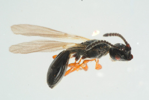  ( - BC-ZSM-HYM-25298-C02)  @13 [ ] CreativeCommons - Attribution Non-Commercial Share-Alike (2016) SNSB, Staatliche Naturwissenschaftliche Sammlungen Bayerns ZSM (SNSB, Zoologische Staatssammlung Muenchen)