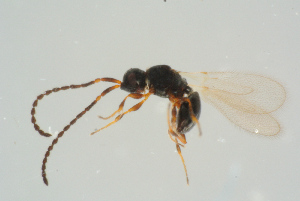  ( - BC-ZSM-HYM-25298-D07)  @12 [ ] CreativeCommons - Attribution Non-Commercial Share-Alike (2016) SNSB, Staatliche Naturwissenschaftliche Sammlungen Bayerns ZSM (SNSB, Zoologische Staatssammlung Muenchen)