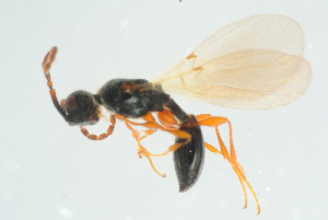  ( - BC-ZSM-HYM-25298-D12)  @13 [ ] CreativeCommons - Attribution Non-Commercial Share-Alike (2016) SNSB, Staatliche Naturwissenschaftliche Sammlungen Bayerns ZSM (SNSB, Zoologische Staatssammlung Muenchen)