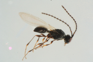 (Trichopria oogaster - BC-ZSM-HYM-25298-E06)  @14 [ ] CreativeCommons - Attribution Non-Commercial Share-Alike (2016) SNSB, Staatliche Naturwissenschaftliche Sammlungen Bayerns ZSM (SNSB, Zoologische Staatssammlung Muenchen)