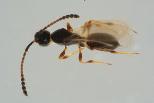  ( - BC-ZSM-HYM-25298-E07)  @13 [ ] CreativeCommons - Attribution Non-Commercial Share-Alike (2016) SNSB, Staatliche Naturwissenschaftliche Sammlungen Bayerns ZSM (SNSB, Zoologische Staatssammlung Muenchen)