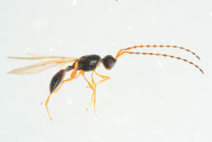  ( - BC-ZSM-HYM-25298-F07)  @14 [ ] CreativeCommons - Attribution Non-Commercial Share-Alike (2016) SNSB, Staatliche Naturwissenschaftliche Sammlungen Bayerns ZSM (SNSB, Zoologische Staatssammlung Muenchen)