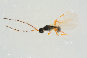  ( - BC-ZSM-HYM-25298-G03)  @13 [ ] CreativeCommons - Attribution Non-Commercial Share-Alike (2016) SNSB, Staatliche Naturwissenschaftliche Sammlungen Bayerns ZSM (SNSB, Zoologische Staatssammlung Muenchen)