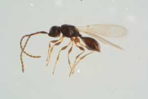  (Trichopria picipes - BC-ZSM-HYM-25298-H03)  @13 [ ] CreativeCommons - Attribution Non-Commercial Share-Alike (2016) SNSB, Staatliche Naturwissenschaftliche Sammlungen Bayerns ZSM (SNSB, Zoologische Staatssammlung Muenchen)