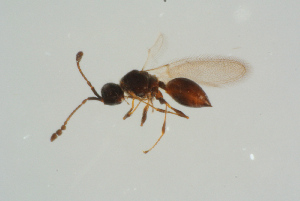 (Trichopria suspecta - BC-ZSM-HYM-25298-H10)  @13 [ ] CreativeCommons - Attribution Non-Commercial Share-Alike (2016) SNSB, Staatliche Naturwissenschaftliche Sammlungen Bayerns ZSM (SNSB, Zoologische Staatssammlung Muenchen)