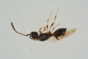  ( - BC-ZSM-HYM-25298-H11)  @12 [ ] CreativeCommons - Attribution Non-Commercial Share-Alike (2016) SNSB, Staatliche Naturwissenschaftliche Sammlungen Bayerns ZSM (SNSB, Zoologische Staatssammlung Muenchen)