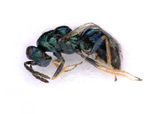  ( - BC-ZSM-HYM-25461-D01)  @11 [ ] CreativeCommons - Attribution Non-Commercial Share-Alike (2016) SNSB, Staatliche Naturwissenschaftliche Sammlungen Bayerns ZSM (SNSB, Zoologische Staatssammlung Muenchen)