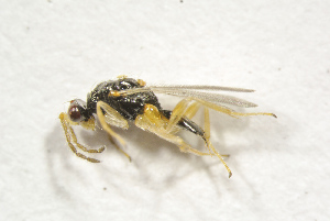  ( - BC-ZSM-HYM-25463-C11)  @14 [ ] CreativeCommons - Attribution Non-Commercial Share-Alike (2016) SNSB, Staatliche Naturwissenschaftliche Sammlungen Bayerns ZSM (SNSB, Zoologische Staatssammlung Muenchen)