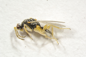  ( - BC-ZSM-HYM-25463-C12)  @14 [ ] CreativeCommons - Attribution Non-Commercial Share-Alike (2016) SNSB, Staatliche Naturwissenschaftliche Sammlungen Bayerns ZSM (SNSB, Zoologische Staatssammlung Muenchen)