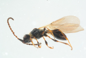  ( - BC-ZSM-HYM-25934-E03)  @11 [ ] CreativeCommons - Attribution Non-Commercial Share-Alike (2016) SNSB, Staatliche Naturwissenschaftliche Sammlungen Bayerns ZSM (SNSB, Zoologische Staatssammlung Muenchen)