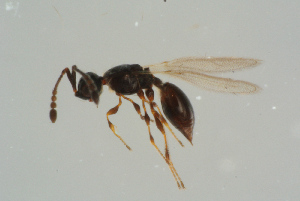  (Trichopria bipunctata - BC-ZSM-HYM-25934-E12)  @13 [ ] CreativeCommons - Attribution Non-Commercial Share-Alike (2016) SNSB, Staatliche Naturwissenschaftliche Sammlungen Bayerns ZSM (SNSB, Zoologische Staatssammlung Muenchen)