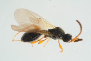  ( - BC-ZSM-HYM-25934-G05)  @12 [ ] CreativeCommons - Attribution Non-Commercial Share-Alike (2016) SNSB, Staatliche Naturwissenschaftliche Sammlungen Bayerns ZSM (SNSB, Zoologische Staatssammlung Muenchen)