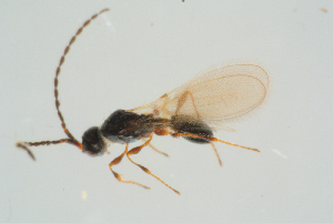  ( - BC-ZSM-HYM-25934-H02)  @13 [ ] CreativeCommons - Attribution Non-Commercial Share-Alike (2016) SNSB, Staatliche Naturwissenschaftliche Sammlungen Bayerns ZSM (SNSB, Zoologische Staatssammlung Muenchen)