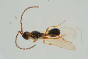  ( - BC-ZSM-HYM-25934-H10)  @12 [ ] CreativeCommons - Attribution Non-Commercial Share-Alike (2016) SNSB, Staatliche Naturwissenschaftliche Sammlungen Bayerns ZSM (SNSB, Zoologische Staatssammlung Muenchen)