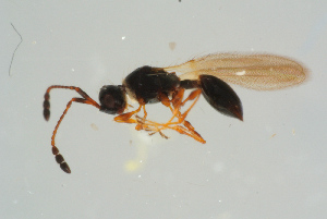  ( - BC-ZSM-HYM-25935-A03)  @14 [ ] CreativeCommons - Attribution Non-Commercial Share-Alike (2016) SNSB, Staatliche Naturwissenschaftliche Sammlungen Bayerns ZSM (SNSB, Zoologische Staatssammlung Muenchen)