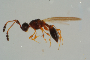  ( - BC-ZSM-HYM-25935-A04)  @14 [ ] CreativeCommons - Attribution Non-Commercial Share-Alike (2016) SNSB, Staatliche Naturwissenschaftliche Sammlungen Bayerns ZSM (SNSB, Zoologische Staatssammlung Muenchen)