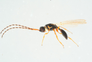  (Trichopria verticillata - BC-ZSM-HYM-25935-C07)  @14 [ ] CreativeCommons - Attribution Non-Commercial Share-Alike (2016) SNSB, Staatliche Naturwissenschaftliche Sammlungen Bayerns ZSM (SNSB, Zoologische Staatssammlung Muenchen)