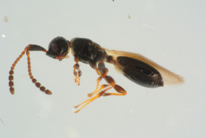  ( - BC-ZSM-HYM-25935-C10)  @12 [ ] CreativeCommons - Attribution Non-Commercial Share-Alike (2016) SNSB, Staatliche Naturwissenschaftliche Sammlungen Bayerns ZSM (SNSB, Zoologische Staatssammlung Muenchen)