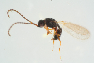  ( - BC-ZSM-HYM-25935-C11)  @12 [ ] CreativeCommons - Attribution Non-Commercial Share-Alike (2016) SNSB, Staatliche Naturwissenschaftliche Sammlungen Bayerns ZSM (SNSB, Zoologische Staatssammlung Muenchen)