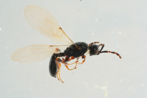  (Spilomicrus compressus - BC-ZSM-HYM-25935-D04)  @14 [ ] CreativeCommons - Attribution Non-Commercial Share-Alike (2016) SNSB, Staatliche Naturwissenschaftliche Sammlungen Bayerns ZSM (SNSB, Zoologische Staatssammlung Muenchen)