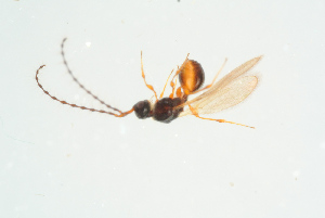  ( - BC-ZSM-HYM-25935-E06)  @13 [ ] CreativeCommons - Attribution Non-Commercial Share-Alike (2016) SNSB, Staatliche Naturwissenschaftliche Sammlungen Bayerns ZSM (SNSB, Zoologische Staatssammlung Muenchen)