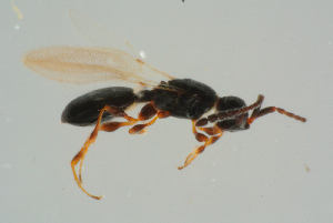  ( - BC-ZSM-HYM-25935-G01)  @13 [ ] CreativeCommons - Attribution Non-Commercial Share-Alike (2016) SNSB, Staatliche Naturwissenschaftliche Sammlungen Bayerns ZSM (SNSB, Zoologische Staatssammlung Muenchen)