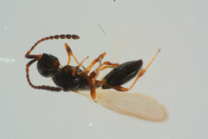  ( - BC-ZSM-HYM-25935-G12)  @12 [ ] CreativeCommons - Attribution Non-Commercial Share-Alike (2016) SNSB, Staatliche Naturwissenschaftliche Sammlungen Bayerns ZSM (SNSB, Zoologische Staatssammlung Muenchen)