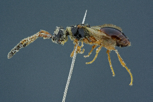  ( - BC-ZSM-HYM-26827-C10)  @11 [ ] CreativeCommons - Attribution Non-Commercial Share-Alike (2016) SNSB, Staatliche Naturwissenschaftliche Sammlungen Bayerns ZSM (SNSB, Zoologische Staatssammlung Muenchen)