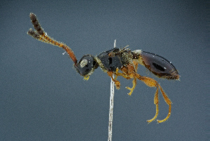  ( - BC-ZSM-HYM-26827-C11)  @11 [ ] CreativeCommons - Attribution Non-Commercial Share-Alike (2016) SNSB, Staatliche Naturwissenschaftliche Sammlungen Bayerns ZSM (SNSB, Zoologische Staatssammlung Muenchen)