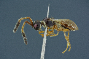  ( - BC-ZSM-HYM-26827-C12)  @11 [ ] CreativeCommons - Attribution Non-Commercial Share-Alike (2016) SNSB, Staatliche Naturwissenschaftliche Sammlungen Bayerns ZSM (SNSB, Zoologische Staatssammlung Muenchen)